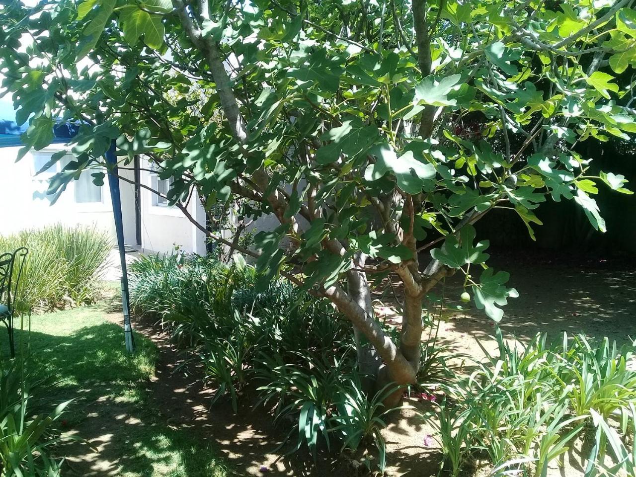La Coscello Guest House ايدنفيل المظهر الخارجي الصورة